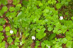 Mountain woodsorrel